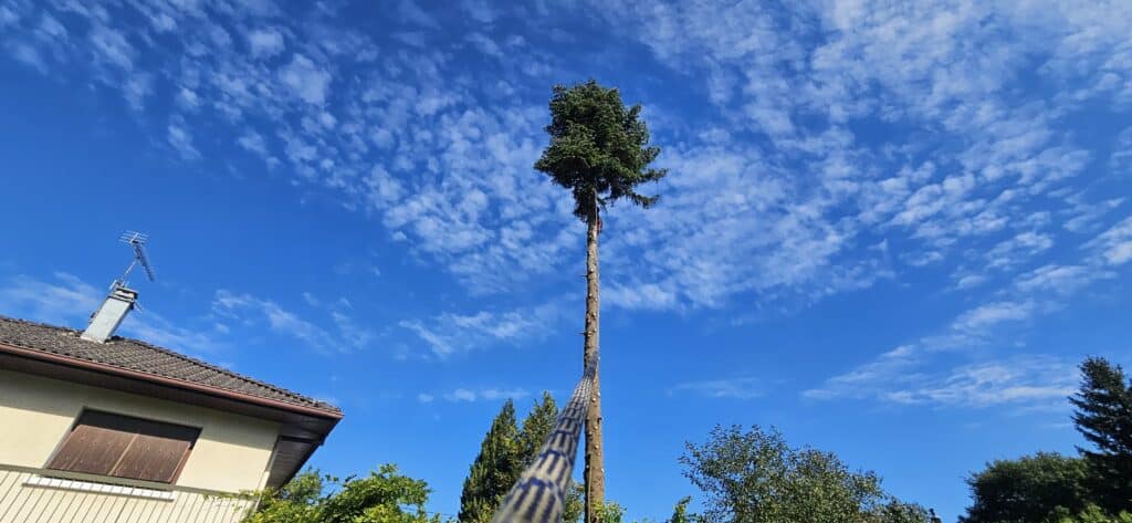 Abattage délicat de trois sapins à Arenthon – Juillet 2024