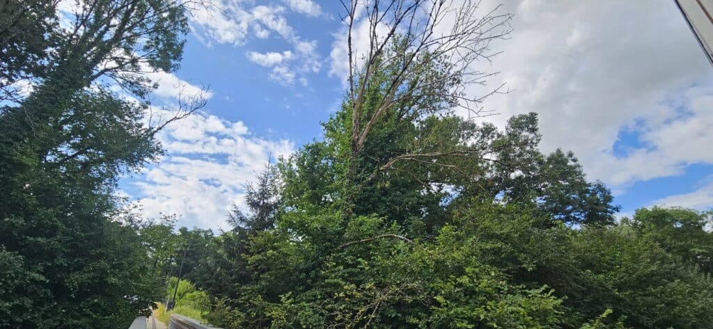 Intervention d’urgence à l’Hôpital Alpes Léman (Contamines-sur-Arve) pour démontage d’un arbre dangereux