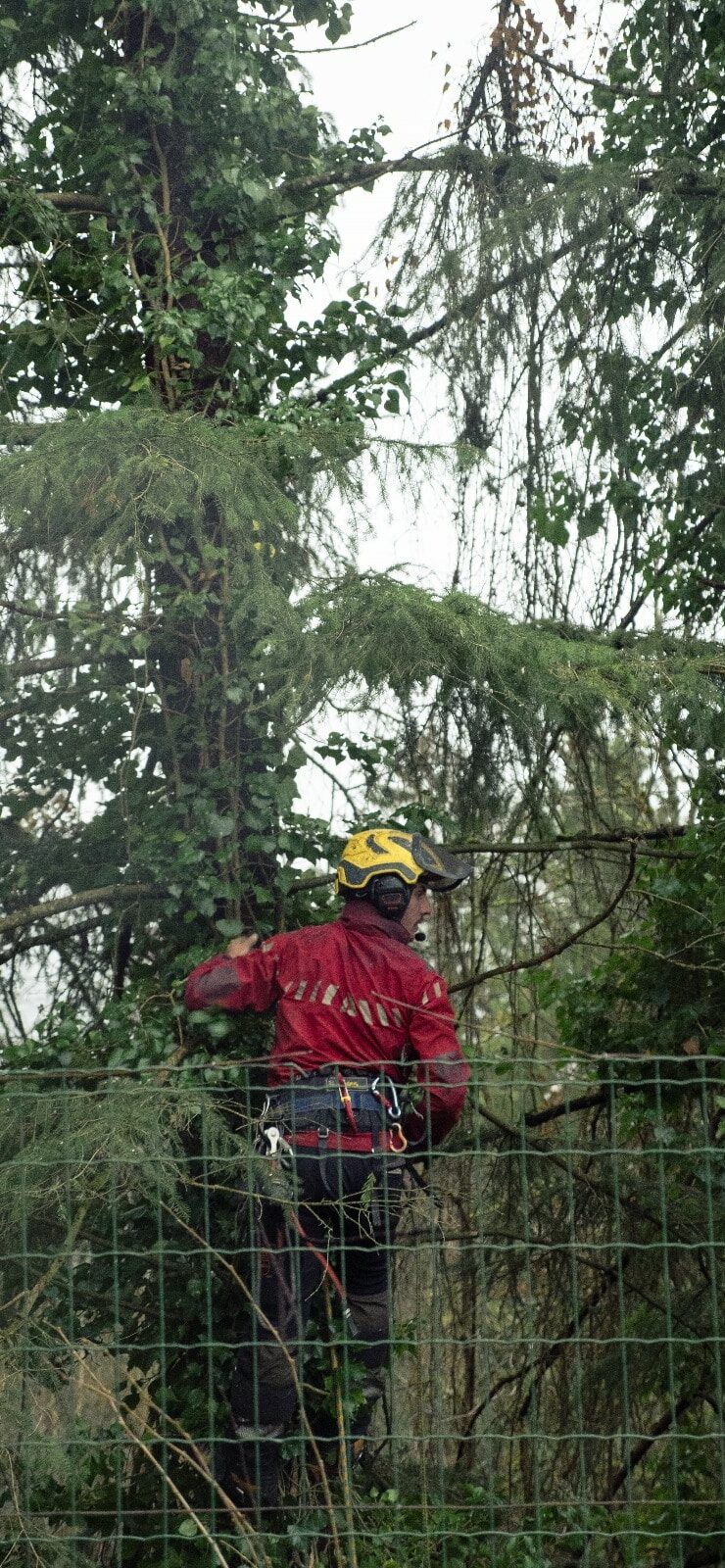 Démontage à la grue de 5 sapins à La Roche-sur-Foron (4)